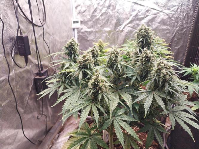 Oeuf-coktail. Week 10 - 22/12 