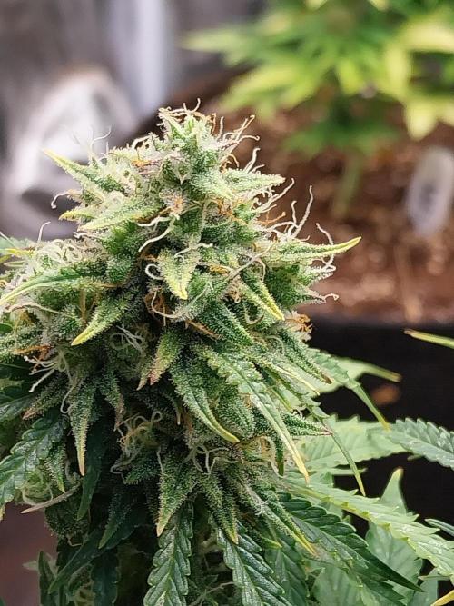 Oeuf-coktail. Week 10 - 22/12 