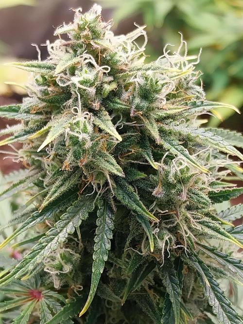 Oeuf-coktail. Week 10 - 22/12 