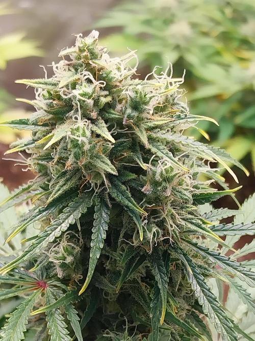 Oeuf-coktail. Week 10 - 22/12 