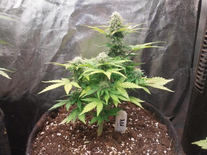 Blanchette. Week 8 - 17/12