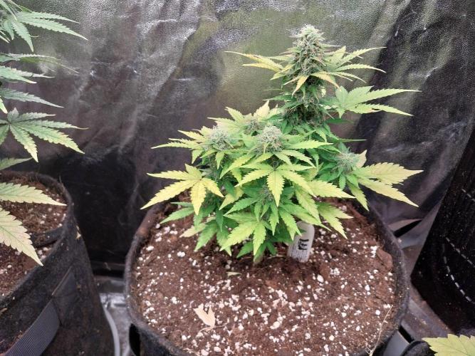 Blanchette. Week 8 - 18/12