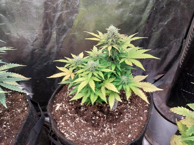 Blanchette. Week 8 - 19/12