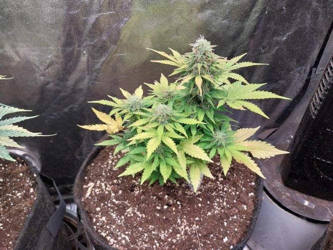 Blanchette. Week 8 - 20/12