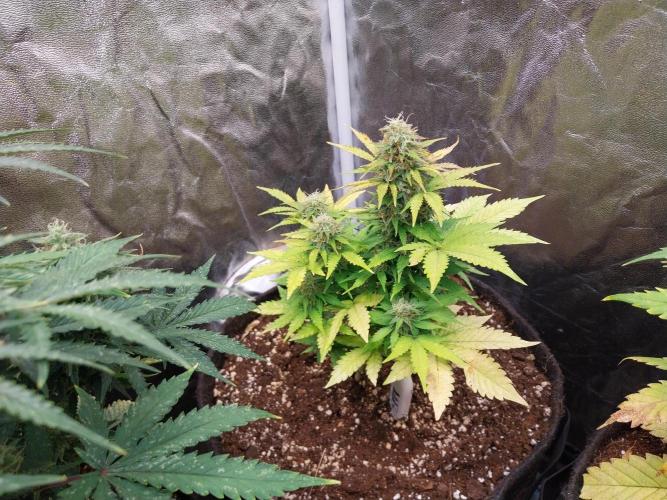 Blanchette. Week 8 - 21/12