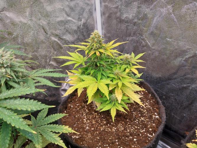 Blanchette. Week 8 - 22/12