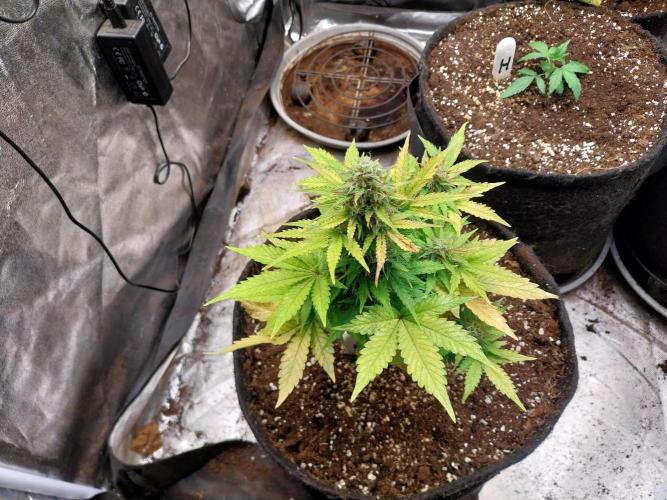 Blanchette. Week 8 - 23/12