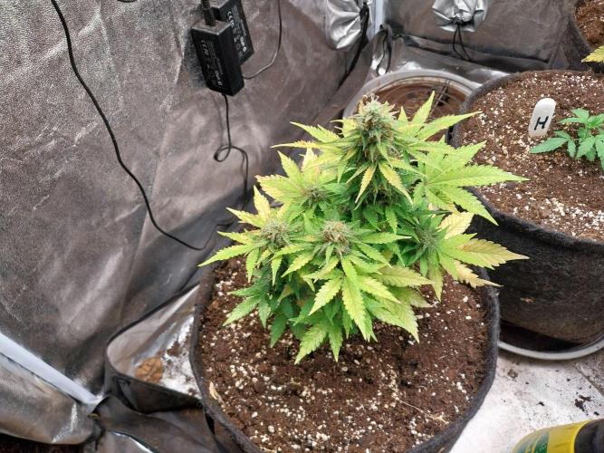 Blanchette. Week 8 - 23/12