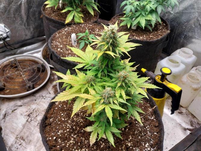 Blanchette. Week 8 - 23/12