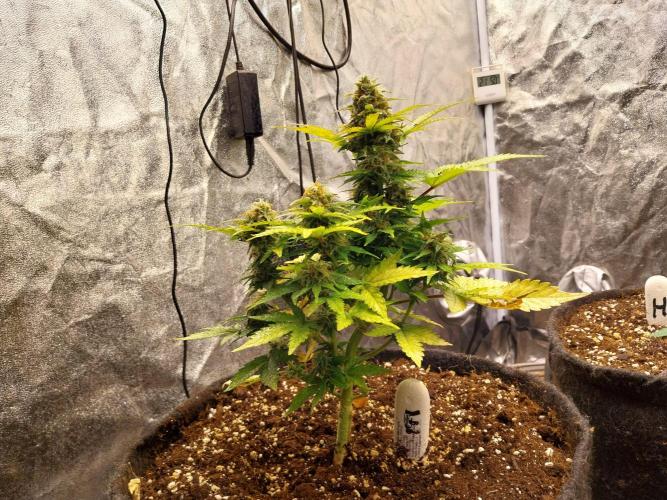 Blanchette. Week 8 - 23/12