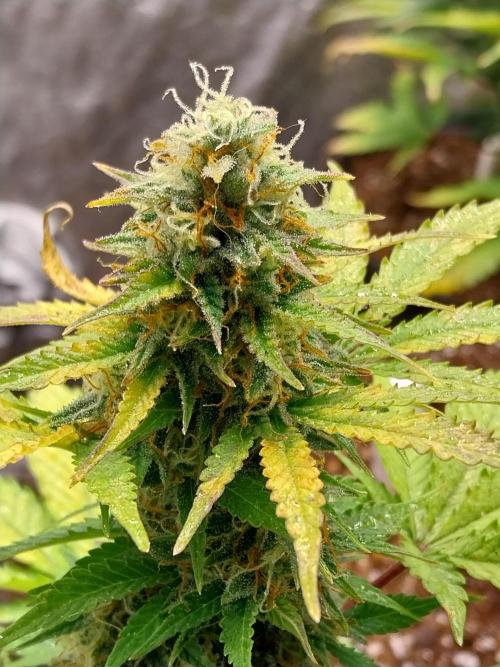 Blanchette. Week 8 - 23/12