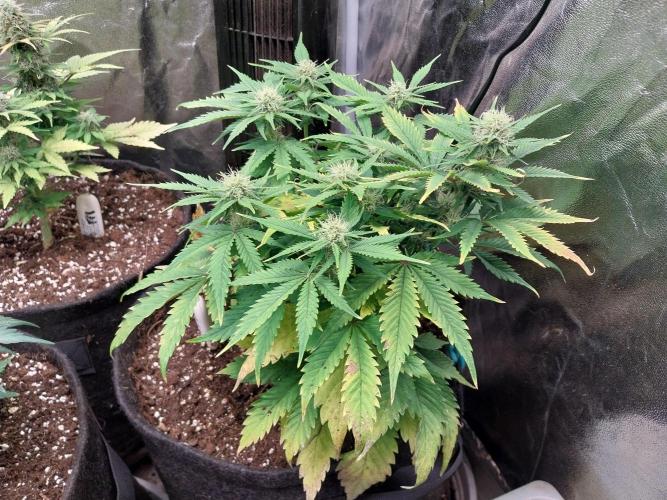 Pierrette de la lune 2. Week 7 - 18/12