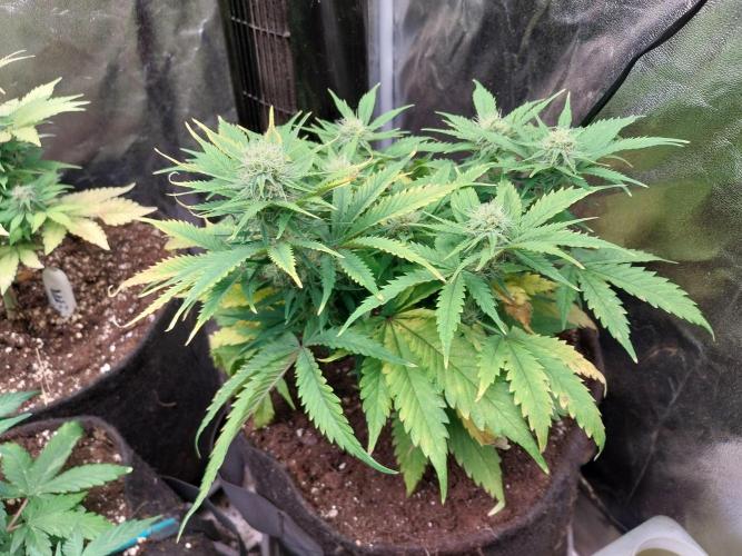 Pierrette de la lune 2. Week 7 - 19/12