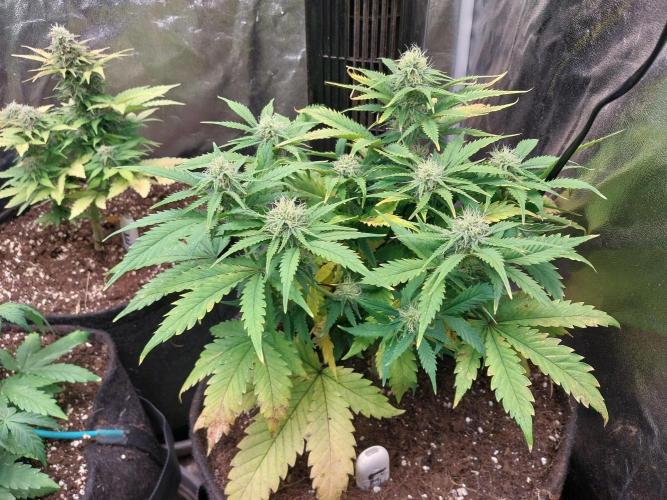 Pierrette de la lune 2. Week 7 - 20/12