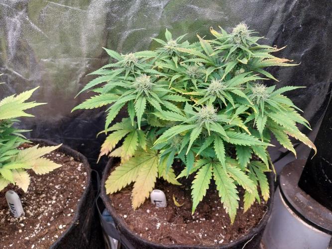 Pierrette de la lune 2. Week 7 - 21/12