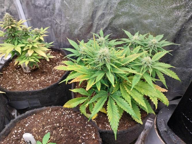 Pierrette de la lune 2. Week 7 - 22/12