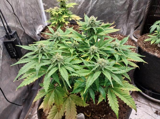 Pierrette de la lune 2. Week 7 - 23/12