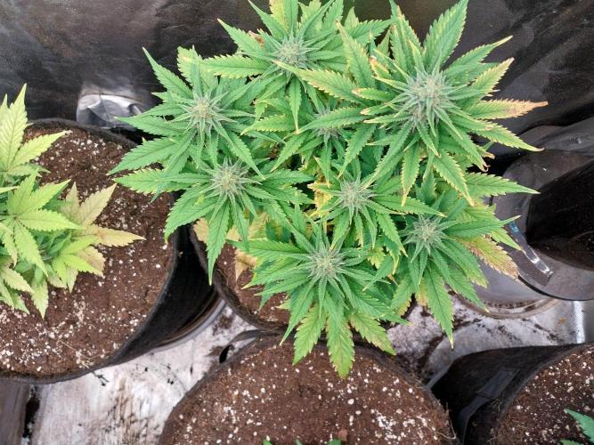 Pierrette de la lune 2. Week 7 - 24/12