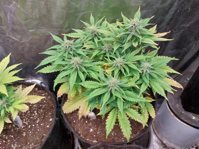 Pierrette de la lune 2. Week 7 - 24/12