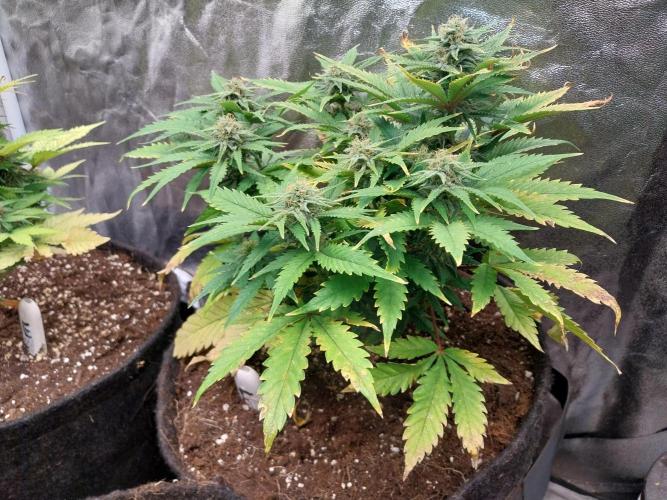 Pierrette de la lune 2. Week 7 - 24/12