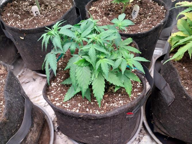 Quoitesqueu. Week 6 - 19/12