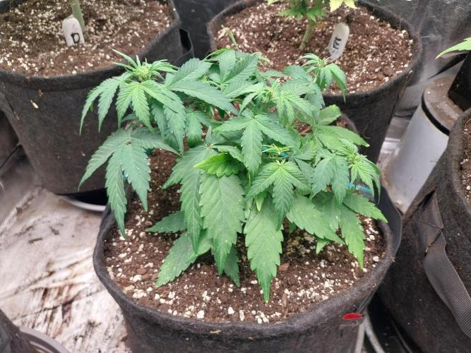 Quoitesqueu. Week 6 - 20/12