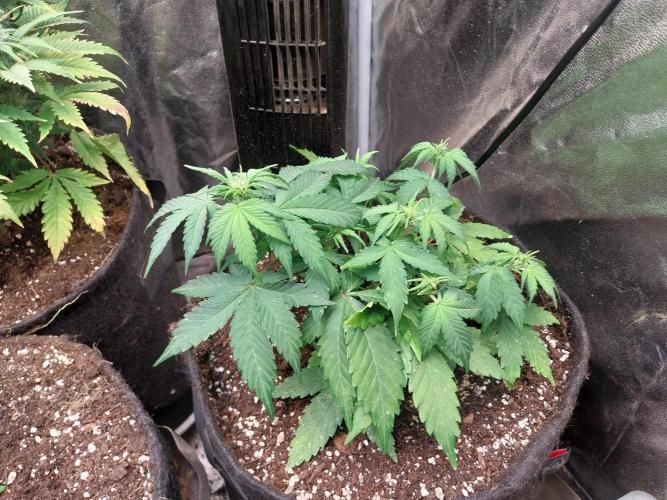 Quoitesqueu. Week 6 - 21/12