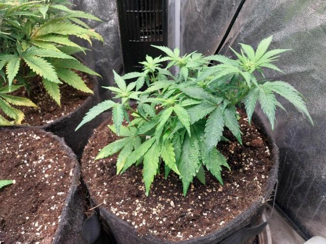 Quoitesqueu. Week 6 - 22/12