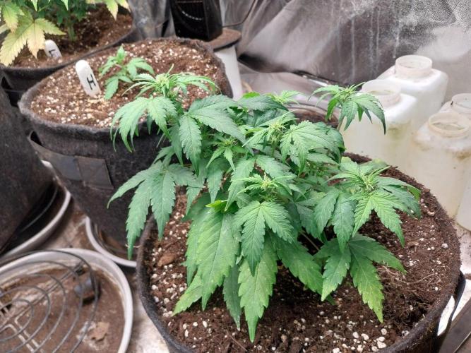 Quoitesqueu. Week 6 - 23/12