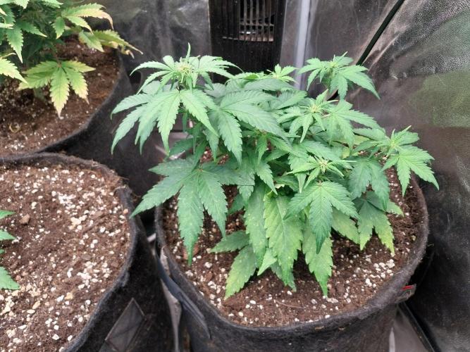 Quoitesqueu. Week 6 - 24/12