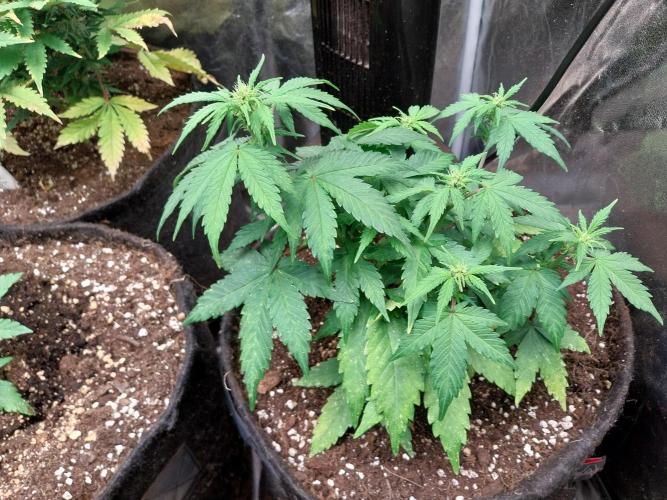 Quoitesqueu. Week 6 - 25/12