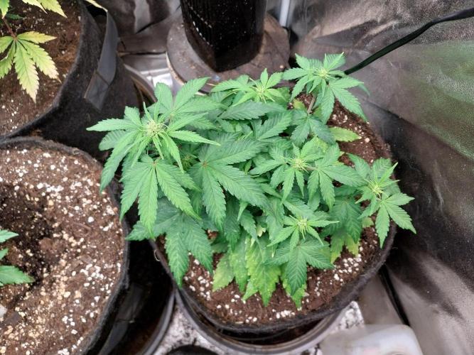 Quoitesqueu. Week 6 - 26/12