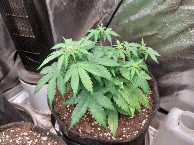 Quoitesqueu. Week 6 - 26/12