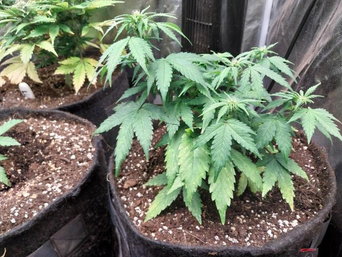 Quoitesqueu. Week 6 - 26/12