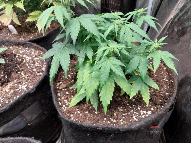 Quoitesqueu. Week 6 - 26/12