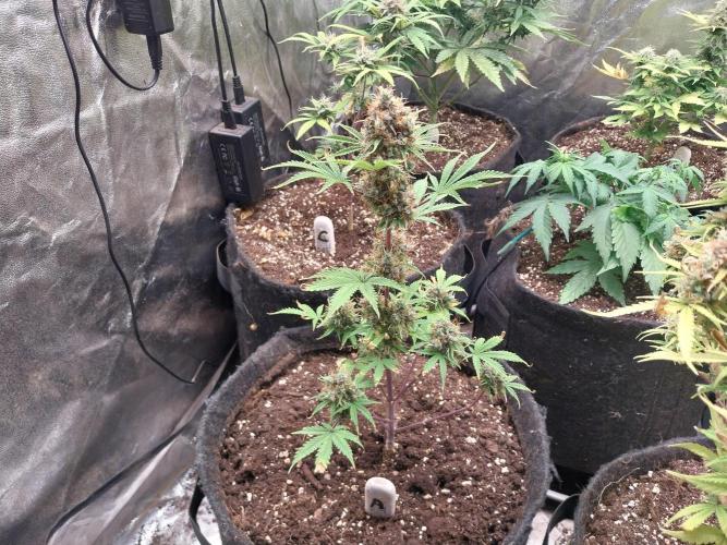 Beuhengelé. Week 15 - 20/12