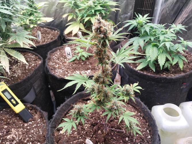 Beuhengelé. Week 15 - 22/12