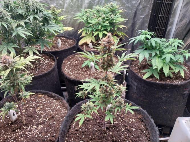 Beuhengelé. Week 15 - 24/12