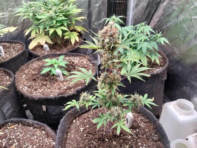 Beuhengelé. Week 15 - 25/12