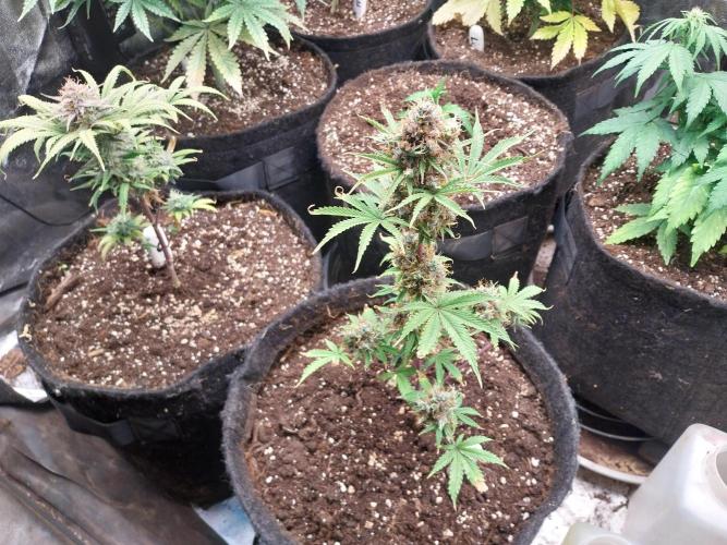 Beuhengelé. Week 15 - 26/12