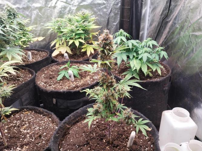 Beuhengelé. Week 15 - 26/12