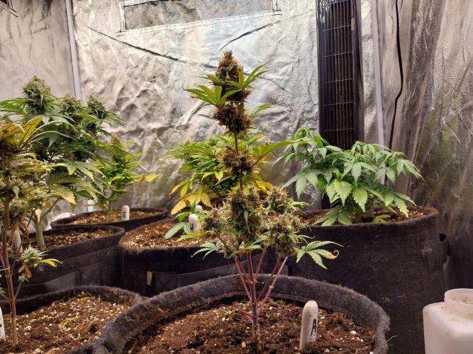 Beuhengelé. Week 15 - 26/12