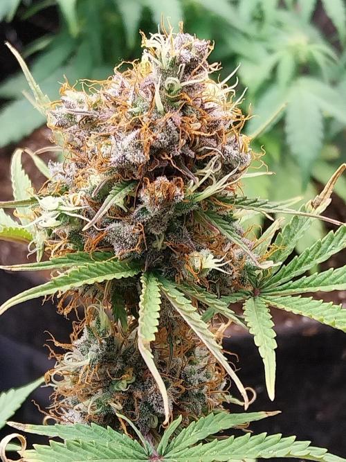 Beuhengelé. Week 15 - 26/12