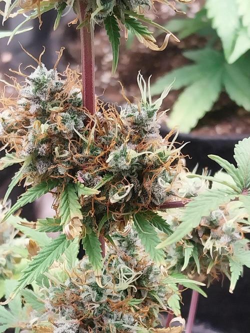 Beuhengelé. Week 15 - 26/12