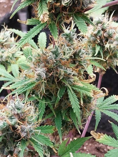 Beuhengelé. Week 15 - 26/12