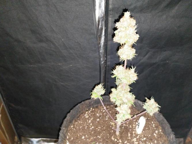 Beuhengelé. Week 15 - 26/12