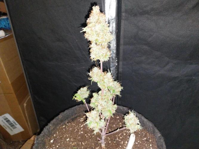 Beuhengelé. Week 15 - 26/12