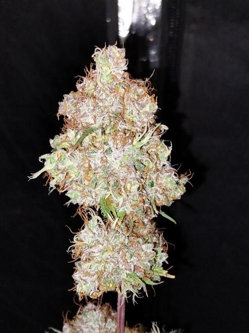 Beuhengelé. Week 15 - 26/12