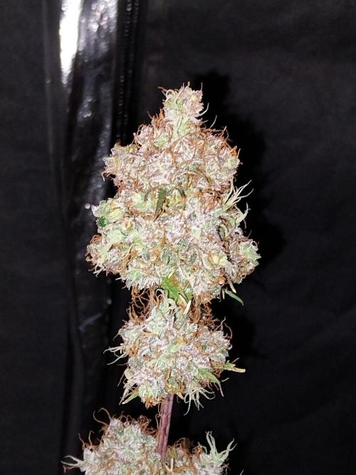 Beuhengelé. Week 15 - 26/12