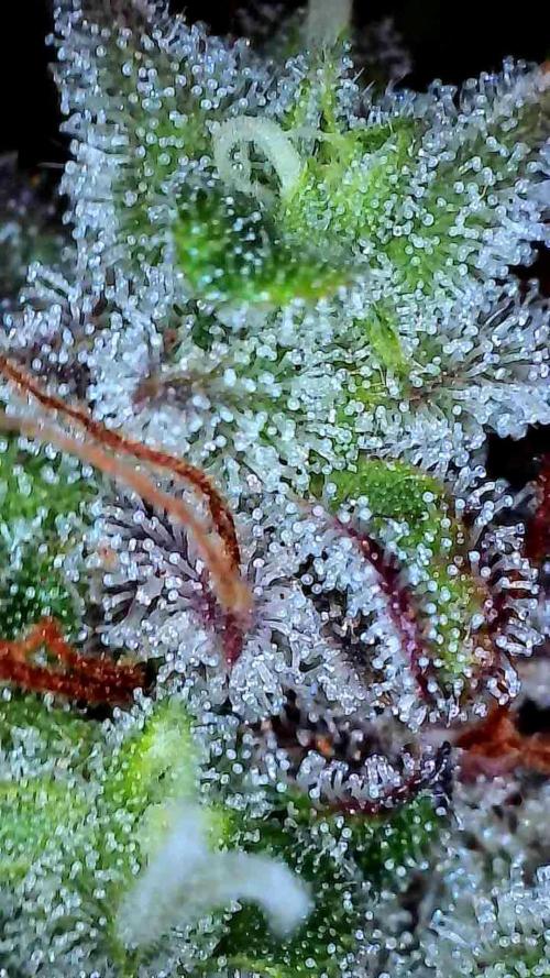 Beuhengelé. Week 15 - 26/12